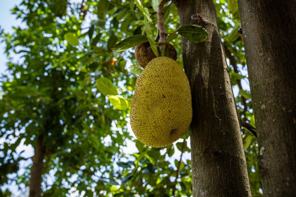 green fruit on tree