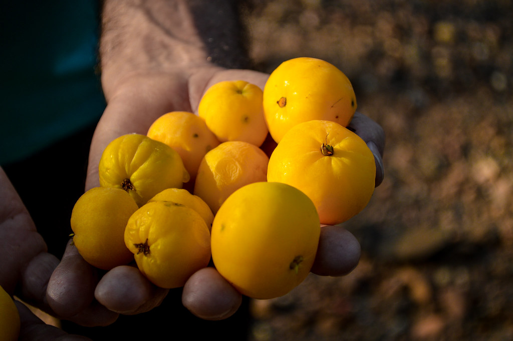 Conheça a Cagaita, fruta tipica do cerrado