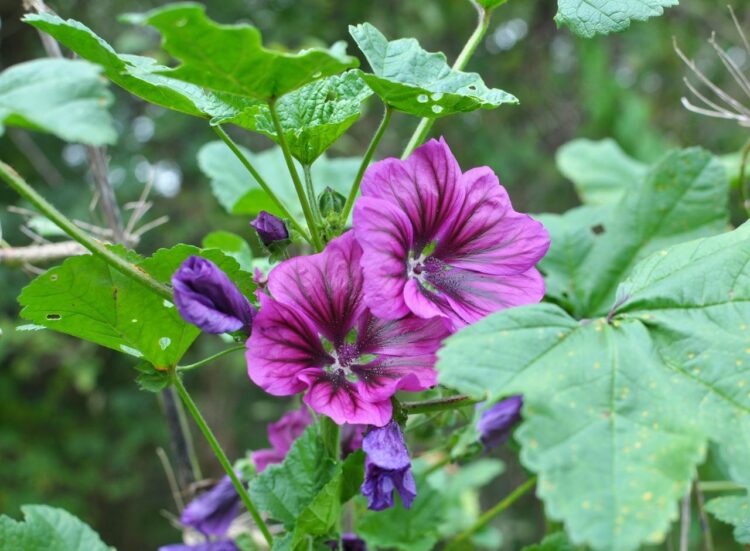 Conheça a Malva, uma planta incrível  e seus benefícios para a saúde