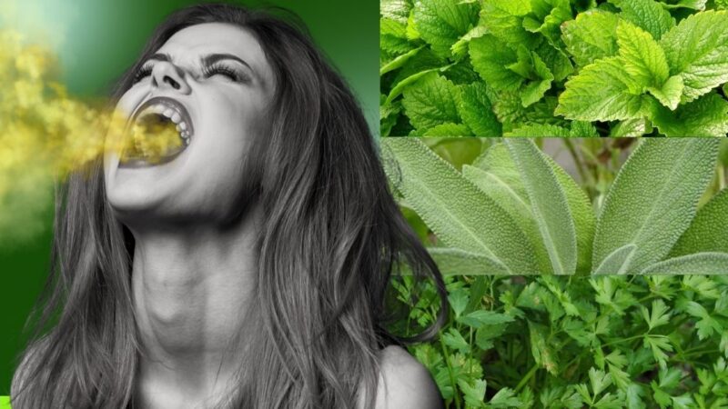 As 5 melhores ervas medicinais para curar mau hálito