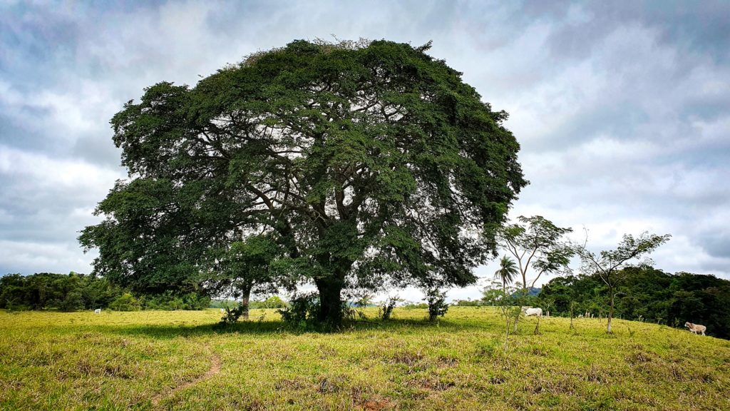 Desvendando o Poder do Óleo de Copaíba: A Maravilha da Floresta Amazônica