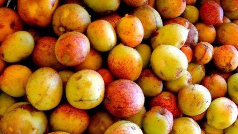 Desvendando a Mangaba: Sabor e Saúde em uma Fruta
