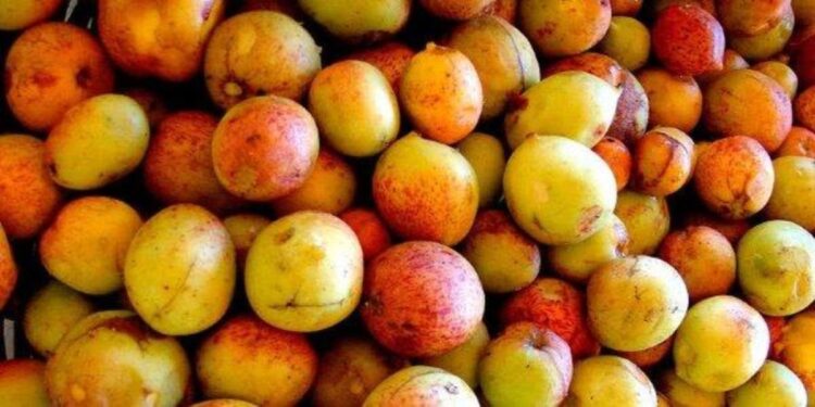 Desvendando a Mangaba: Sabor e Saúde em uma Fruta