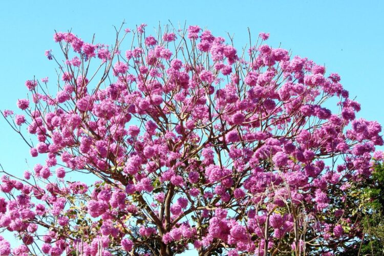 Chá da Casca do Ipê-Roxo pra que serve?