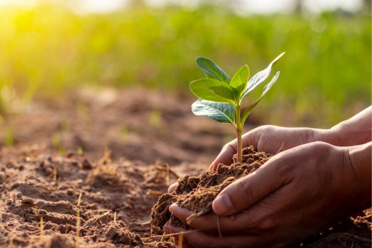 7 Plantas obrigatórias pra você ter no seu quintal